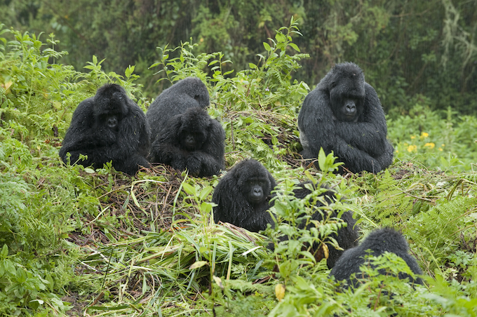 Mountain gorilla, Gorilla gorilla berengi, Volcanoes National Park, Rwanda