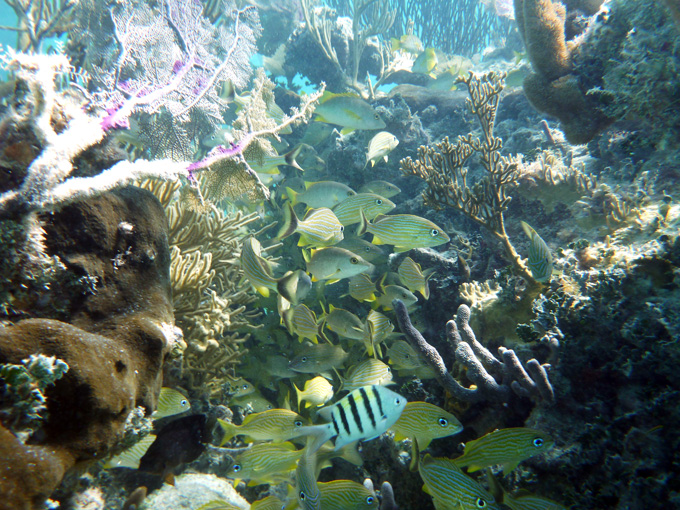 BEL_BelizeBarrierReef_Brandon-Rosenblum-(1)