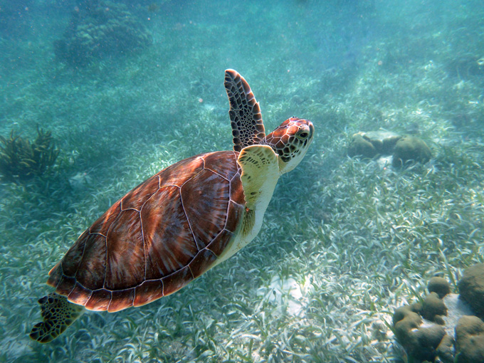 BEL_BelizeBarrierReef_Brandon-Rosenblum