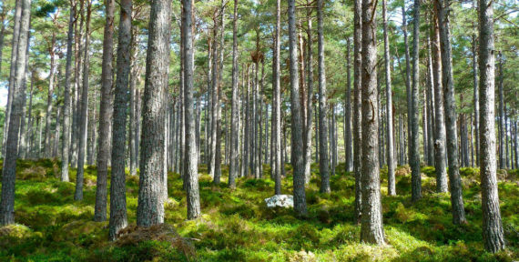 What Is Sustainability?